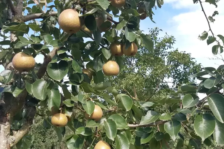 Die Palmischbirne trägt milchkaffeebraune Birnchen. 