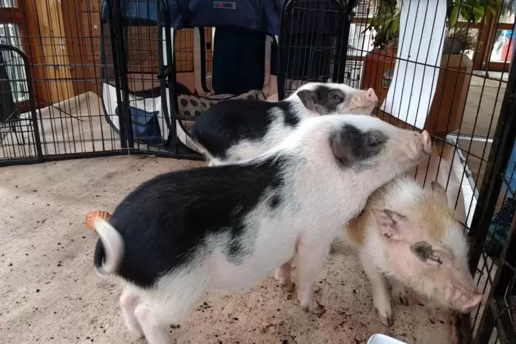 Hauptattraktion im Wildpark sind natürlich die vielen Tiere.