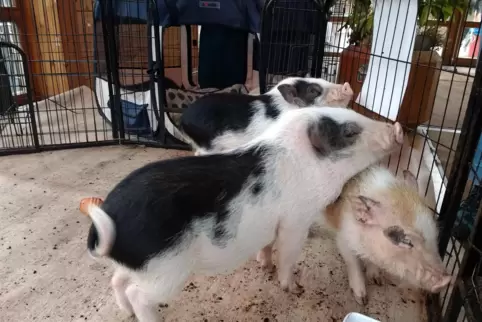 Hauptattraktion im Wildpark sind natürlich die vielen Tiere.