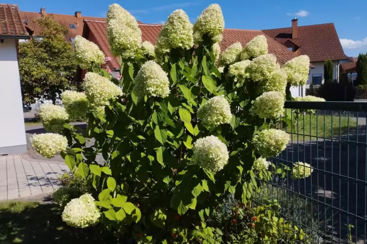 Mächtig: die Hortensie der Sorte „Limelight“.