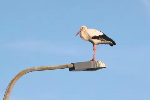 Anderthalb Stunden verharrte dieser Storch auf einer Fehrbacher Straßenlampe.