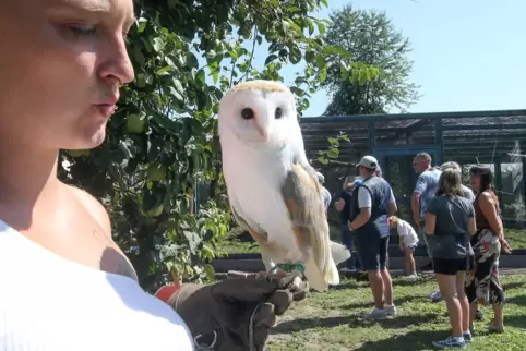 Schleiereule Olaf fühlt sich wohl bei Theresa, die mit ihrem Mann Daniel Kolusniewski neu im Team von Birds of Prey ist.