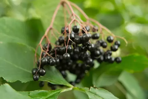 Schwarze Holunderbeeren