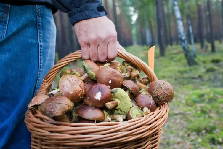 Die Pilzsaison ist gestartet: Was Sammler wissen müssen.