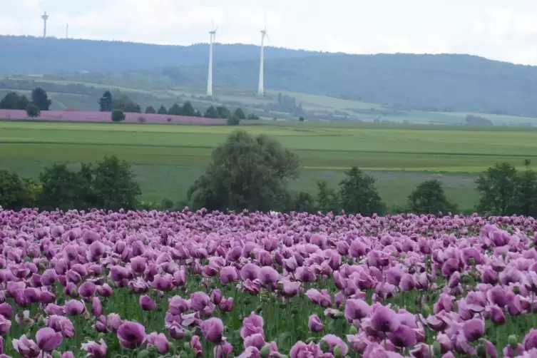 Wie auf diesem Bild unseres Lesers Gerhard Stüber, das bei Kindenheim gemacht wurde, sollen die Fotos für den Wettbewerb die Sch