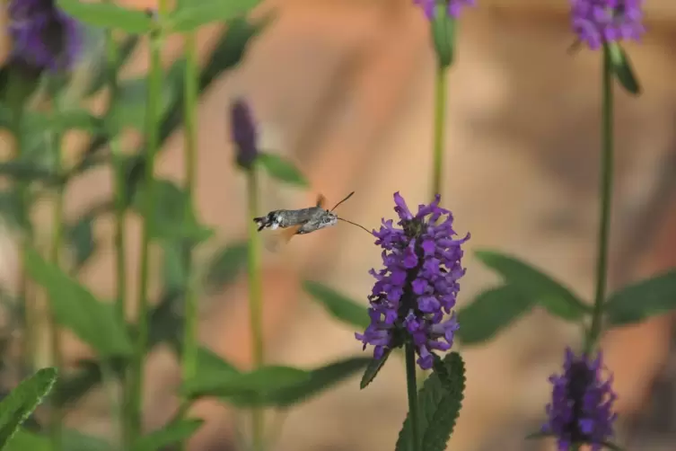 Schmetterling im Anflug: Das Taubenschwänzchen hat angedockt.