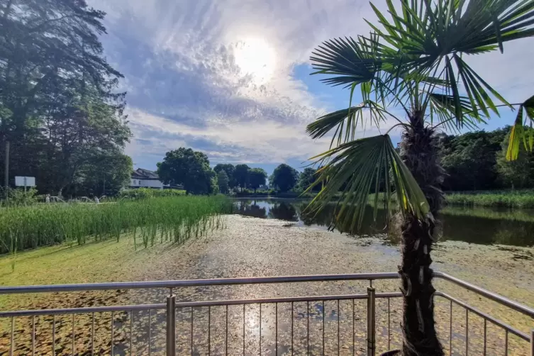 „Abendstimmung am Seewoog“ in Miesenbach.