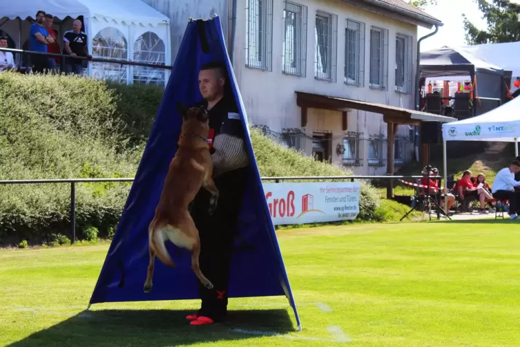 Der fünfjährige Malinois „Daredevil von den zauberhaften Teufeln“ stellt und verbellt den „Täter“ Mark Berger bei der Schutzdien