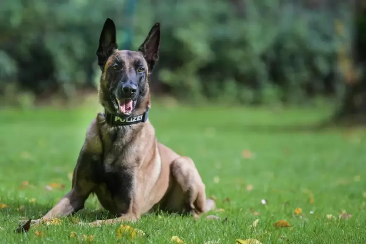 Ein Malinois: Belgischer Schäferhund in der Diensthundestaffel der Polizei. 