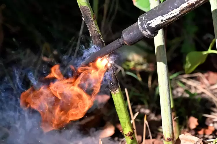 Über Stromstöße werden die Pflanzen stark erhitzt. Es entstehen dann auch kleine Flammen. 