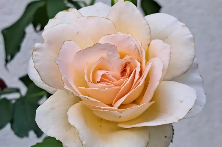 Diese Rose sieht nicht nur perfekt aus. Sie duftet auch ganz hervorragend.