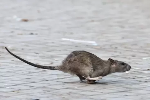 Rattenplage: Anwohner der Gartenstadt sollen die Absperrungen beachten.