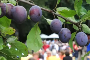 Stimmungs- und genussvoll: Fest »Rund um die Quetsch«.