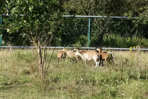 Mäharbeiten: Eine kleine Herde hält das Gras kurz. 