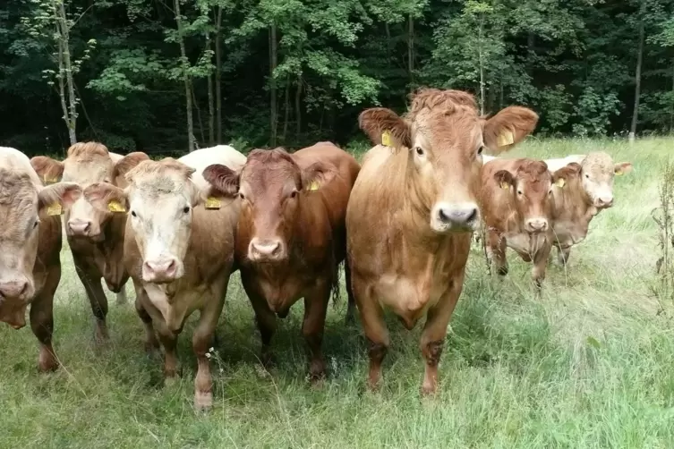 Unter anderem als Kulturlandschaftspfleger im Einsatz: Glanrinder im Karlstal bei Trippstadt. 