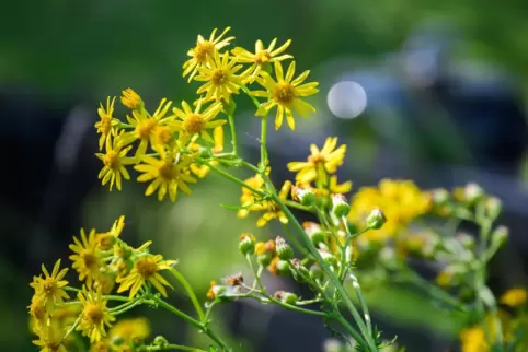 Das Jakobskreuzkraut entwickelt von Juni bis September goldgelbe Blüten.