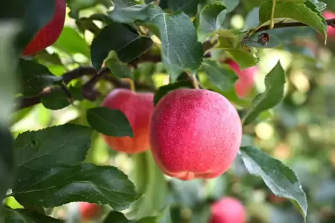 Äpfel am Bodensee