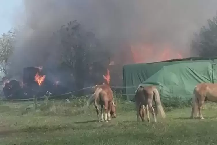 Die Tiere blieben trotz des Feuers ruhig. 