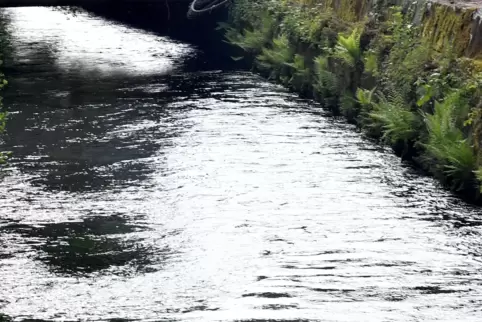 Der Speyerbach im Schöntal. 