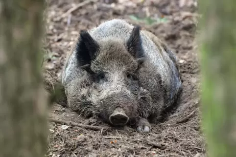 Für das Fleisch von erlegten Wildschweinen gelten in beiden Sperrzonen besondere Regeln.