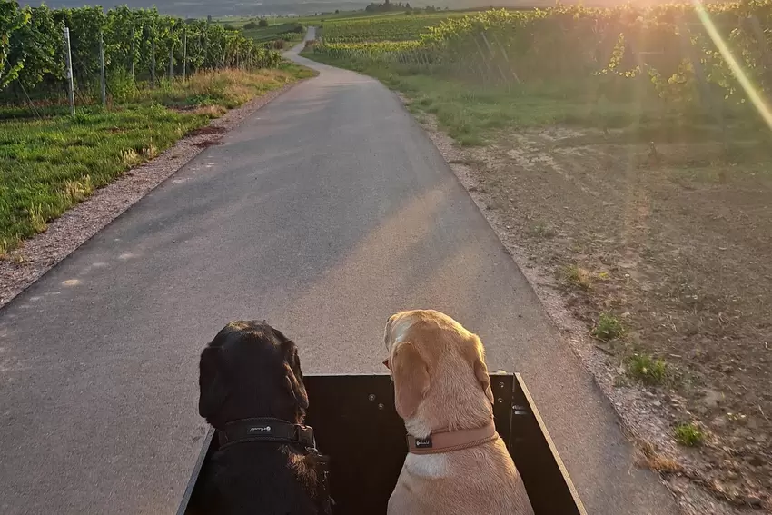 Gassirunde. "Mein schönster magischer Weg, den ich abends mit meinen beiden Labradormädels Gretchen und Graci fahren darf, zum A