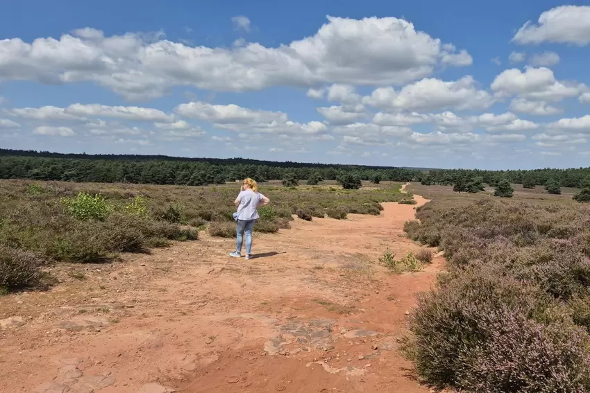 In der Heide. "Für uns ist es immer wieder ein Erlebnis, man kann sagen: es ist wie im Urlaub, einen Spaziergang durch die Mehli