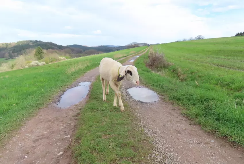 MIt Brille unterwegs. Brillenschaf Dino auf dem Weg über die Rosenberger Wiesen. "Am liebsten direkt nach dem Regen mit klarem B