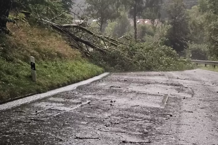 Ein umgestürzter Baum blockiert Mitte August die B37. 