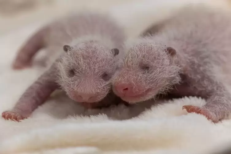 Panda-Zwillinge im Zoo Berlin sind Mädchen