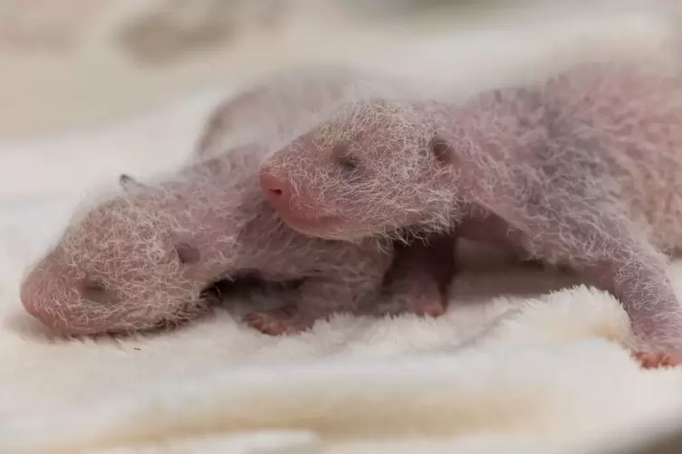 Panda-Zwillinge im Zoo Berlin sind Mädchen