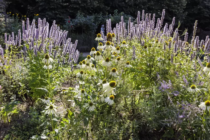 ... trotzdem blühen noch viele Blumen.