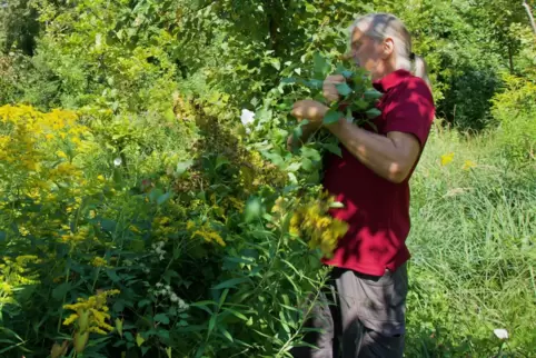 Huch, springt hier eine Schlingpflanze den Förster an? 