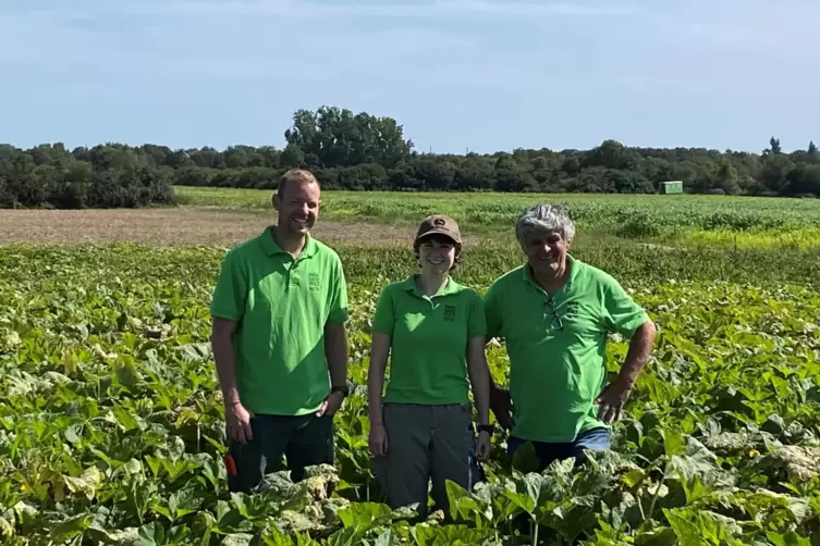 Kürbis-Nerds auf Kürbisfeld: (von links) Stefan de Kock, Olivia Köngismann und Gerd Renner bei einer Kürbis-Safari zu begleiten,