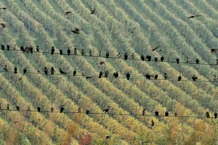 Besonders beleibt bei Staren sind Weinberge, bei denen sie sich auf benachbarten Stromleituungen sammeln können.