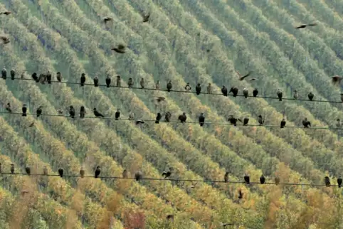 Besonders beleibt bei Staren sind Weinberge, bei denen sie sich auf benachbarten Stromleituungen sammeln können.