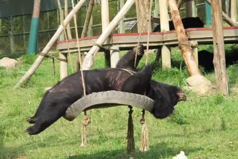 Kragenbären sind in Asien heimisch. Laut Zoo-Direktor Matthias Schmitt würde sich die Art sehr eignen für ein neues Asien-Gehege