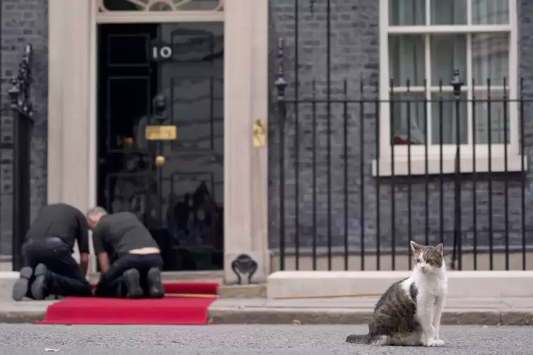 Kater Larry von 10 Downing Street