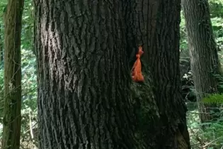 Hundekotbeutel im Wald: »Unerlaubte Abfallentsorgung«.