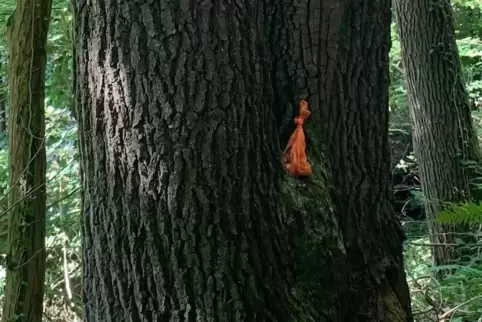 Hundekotbeutel im Wald: „Unerlaubte Abfallentsorgung“. 