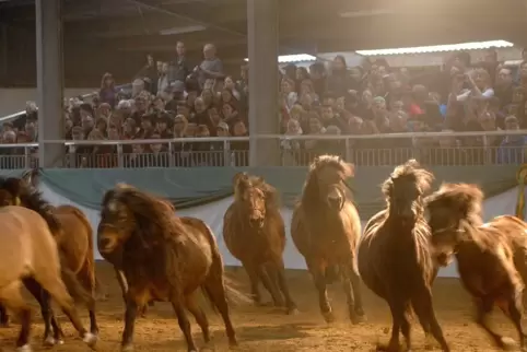 Da war was los: Ponyforum im Pferdezentrum Standenbühl. 