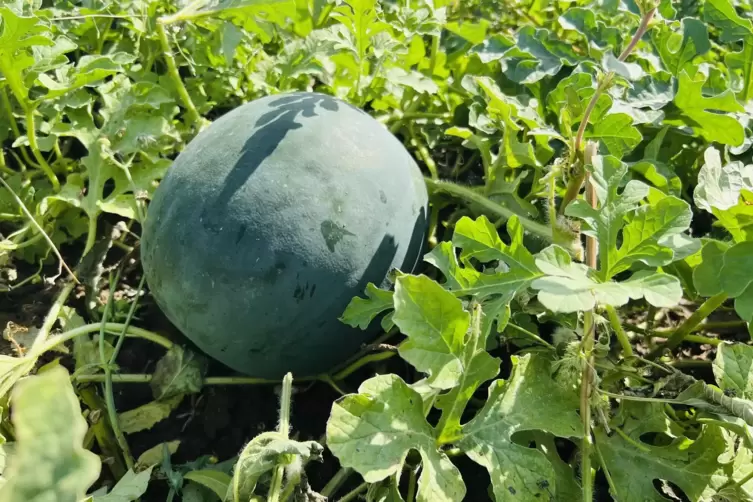 Neuling auf Pfälzer Feldern: Wassermelone mit rotem Fruchtfleisch. 