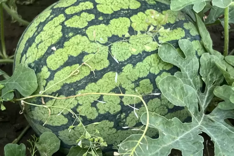 Gibt es auch: Wassermelone mit gelbem Fruchtfleisch. 