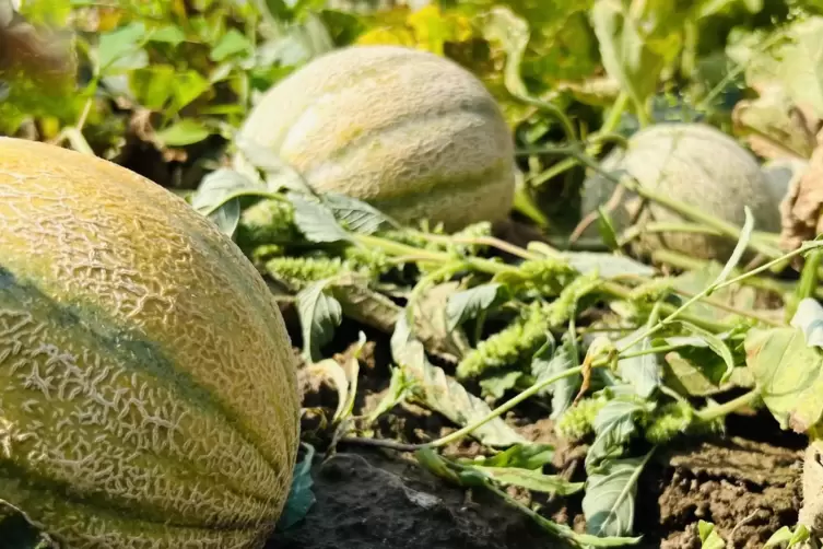 Auch die süße Charentais kommt erntefrisch aus der Pfalz. 