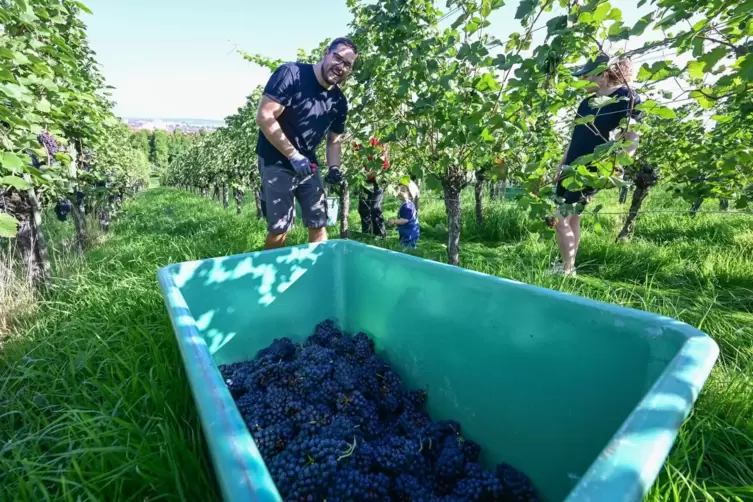 Beginn der Weinlese in Baden-Württemberg