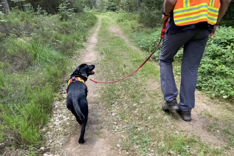 An der Suche waren auch über 30 Hunde der Rettungshundestaffel beteiligt. 