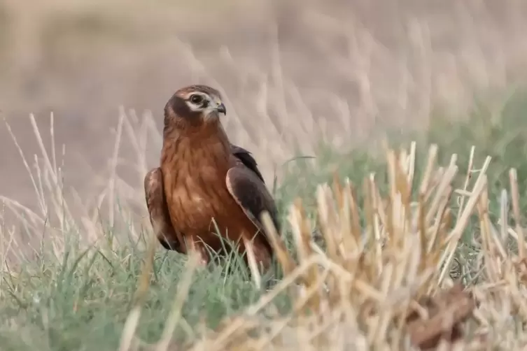 Einer der vier Jungvögel der seltenen Wiesenweihe, die im Donnersbergkreis entdeckt wurden.