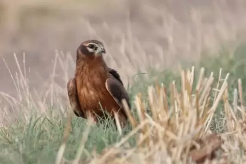 Einer der vier Jungvögel der seltenen Wiesenweihe, die im Donnersbergkreis entdeckt wurden.