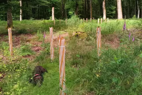 Atlaszeder unter lichtem Buchenschirm: Blick auf die neuen Baumpflanzungen in Teilen des Reviers Haingeraide – Revierhund Fino (