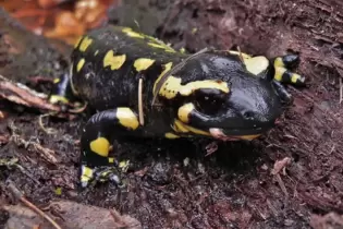 Ein Feuersalamander