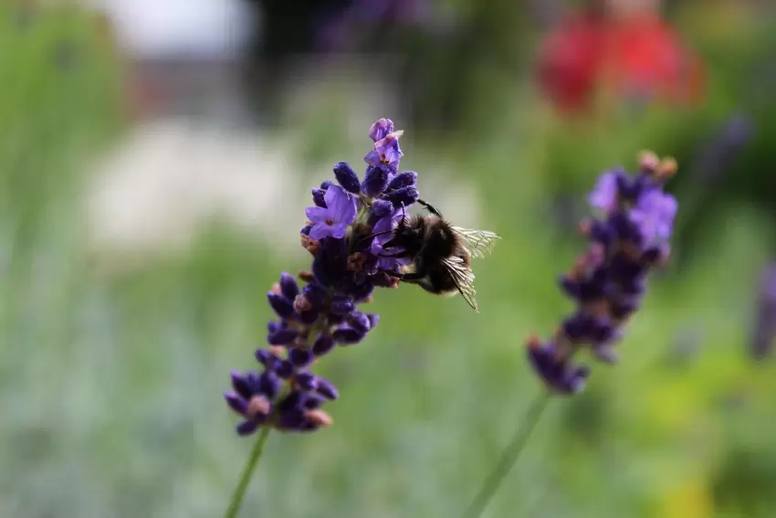 Ein kleiner fotogener Gartenbesucher: eine Wildbiene am duftenden Lavendel.